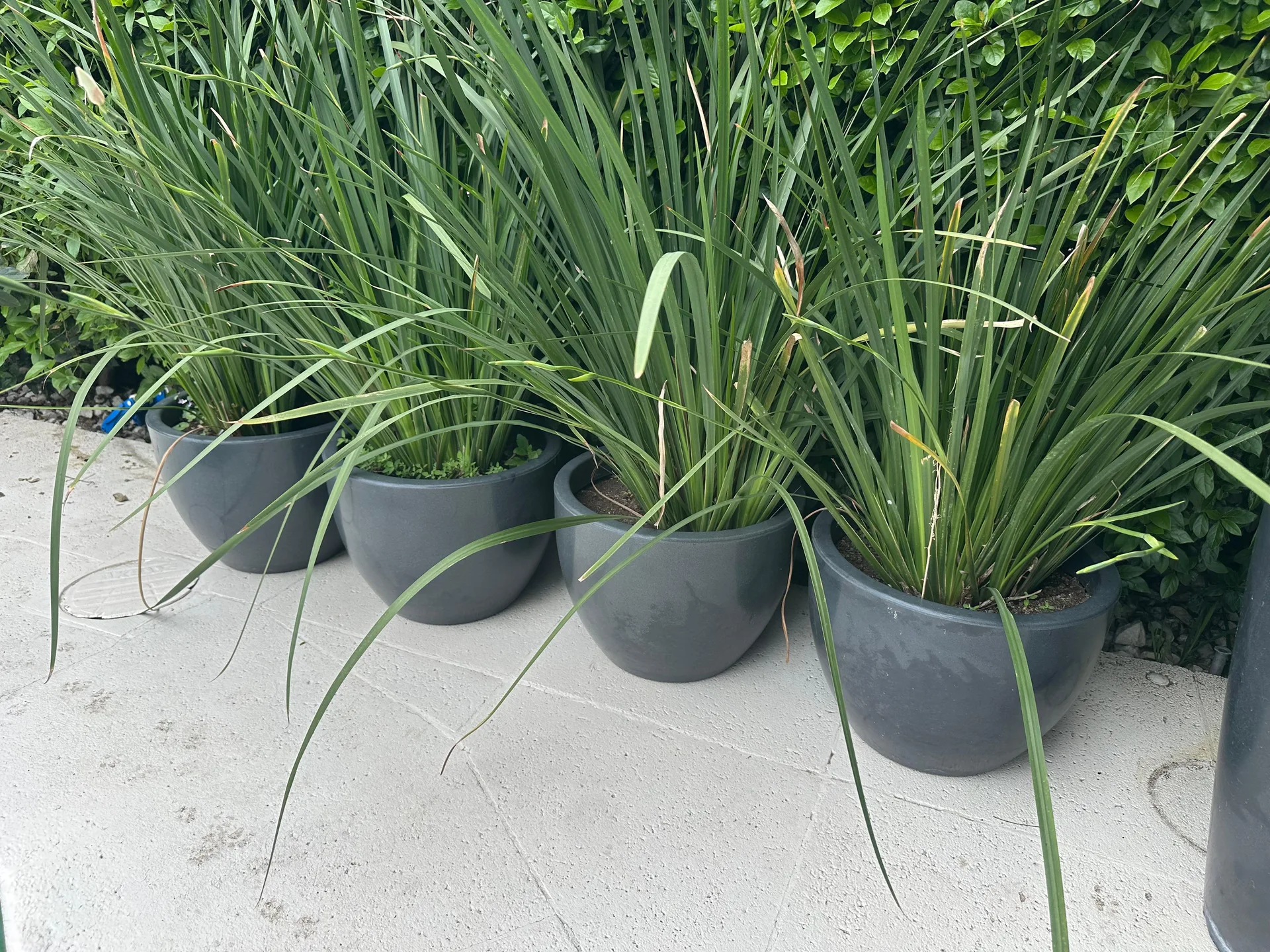 Remate de maceta con planta