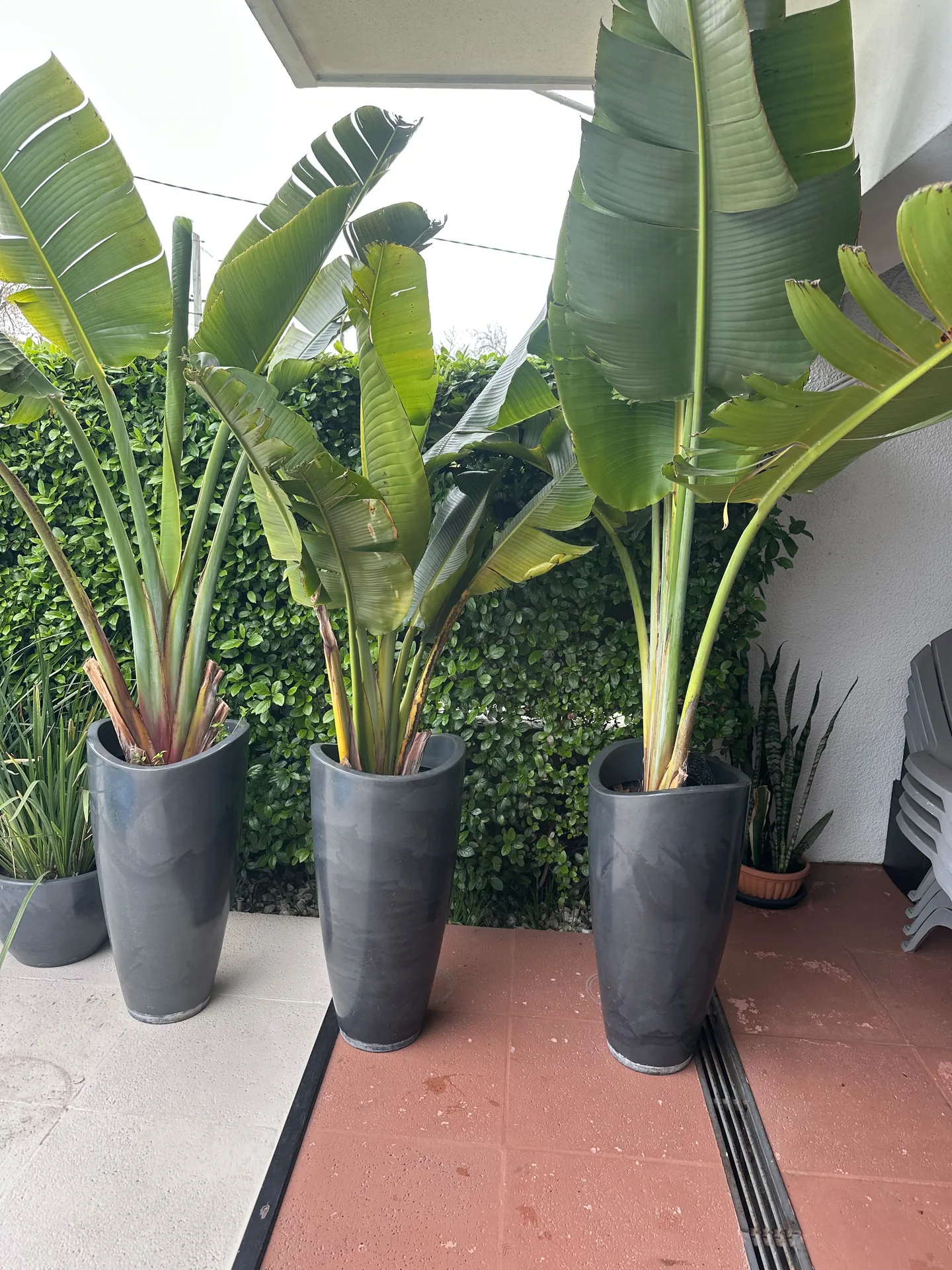 Remate de Plantas altas con maceta